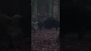Кабаны гуляют #кабан #hunting #охота #лес #дикийкабан