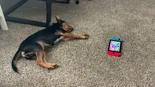 Dog listening to mario menu music