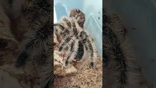 Tliltocatl albopilosus «Nicaragua» (ex. Вrachypelma albopilosum «Nicaragua»), самка. Альба #паук