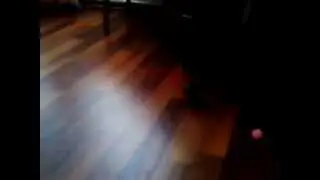 Мой кот