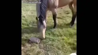коварная черепаха