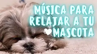 Música para relajar, tranquilizar y que duerman bien nuestras mascotas 🐾