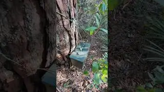 Geocaching near the Seminole Wekiva Trail