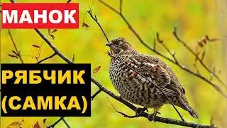 🔊ГОЛОС (МАНОК) РЯБЧИК САМКА