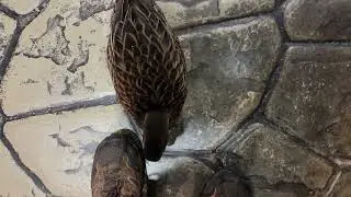 Predatory bird viciously attacks man trying to get to nature center bathroom