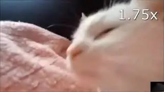 КОШАЧИЙ ФЛЕКС (Скорость 999x)