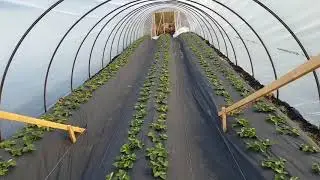 Бюджетная теплица (балаган) 3,5х20м для клубники, своими руками
