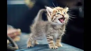 CAT MEOW Sound Rohit Das