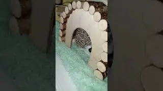 Так спит моя ежопка