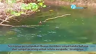 Penampakan Buaya Kembali Gegerkan Warga di Agam