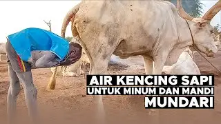 SUKU MUNDARI : MINUM DAN MANDI DENGAN AIR KENCING SAPI