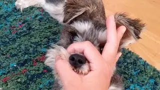 BOOP MY DOG!