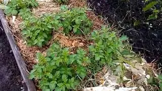 Посадка картофеля  под соломой
