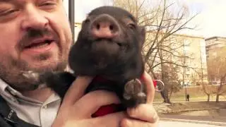 Уткин и Свинья
