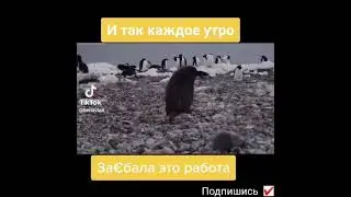 Я Каждое Утро 🤣🤣😁