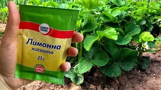 ВСЕГО ОДНА ПОДКОРМКА и ягода на КЛУБНИКЕ будет КРУПНОЙ! 