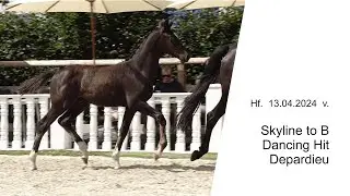 Hf v Skyline to B x Dancing Hit x Depardieu 2024