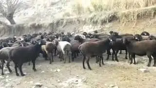 ГИССАРСКИЕ ОВЦЫ СУРХАНДАРЬИ. ХИСОРИ КУЙЛАР, СОВЛИКЛАР