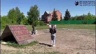 Дружкова Юлия и самоед РАДОСТЬ ЖИЗНИ ЧАНДРА. Испытания ОКД. Самара, 25 мая 2024.
