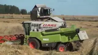 Уборка урожая комбайнами CLAAS.