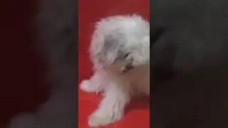 Her reaction to weird music #shihpoo