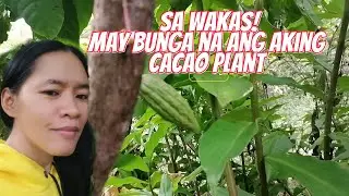 SA WAKAS❗MAY BUNGA NA ANG AKING CACAO PLANT #garden #plants #plantitaph #cacao