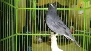 SUARA BURUNG ANIS GACOR VIRAL