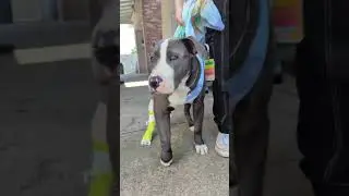 Pebble Is FAR More Than "Just A Dog" (Ramapo-Bergen Animal Refuge)