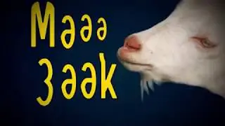 Кызык мызыклар   'Адаштым'