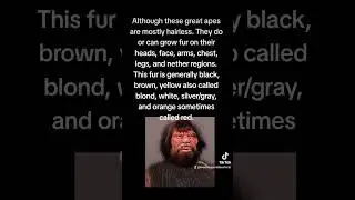 What color fur do humans have? #funfacts #fact #facts #animal #human #humans #fur #hair #haircolor