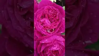 Дождь и розы🌹