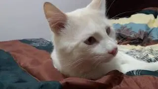 The white cat with blue eyes plays on the bed with the red laser light