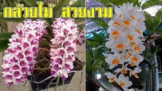 กล้วยไม้ สวยงาม | ดอก กล้วยไม้ สวยๆ | พาไปชม พันธุ์กล้วยไม้ แปลกๆ ในงานพฤกษาตะวันออกปี 66