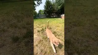 My Cat and Dog outside playing together