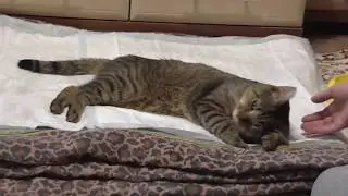 Cat after castration and anesthesia