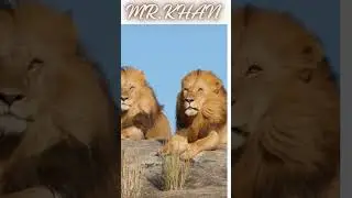 Animals and their Beauty.