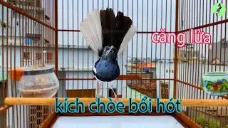 Chòe Than Hót Chuẩn GỌI BỔI HÓT.Luyện giọng chòe than HÓT HAY. Kích chòe than hót.choethan