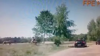 Rischio Allo zoo safari la Madre ed i bambini scesi dall'auto. I Ghepardi sono affamati