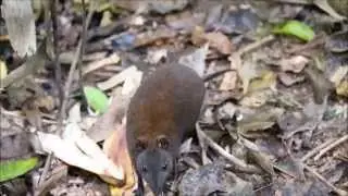 Musky rat-kangaroo