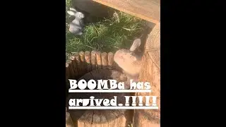 BoomBa has arrived