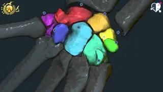 Locomotor System 28: Bones of the Hand