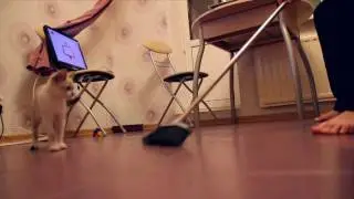 Кот играет со шваброй