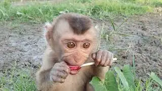 Cute tiny baby monkey training 