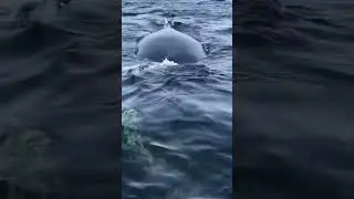 La visite de deux baleines à bosse