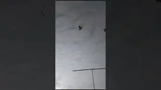 Голуби СВГ Петренко В.Н. станица Староминская