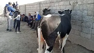 KATTA VA SEMIZ BUQALAR NARHLARI QIZIRIQ TUMANI JAXON MOL BOZORI КИЗИРИК ЖАХОН МОЛ БОЗОРИ