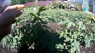 мучнистая роса на розах