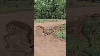 Intense Sparring Contest Impala Rams Lock Horns in Kruger Park 