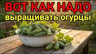 Cucumbers from seed to harvest – the only video you need!