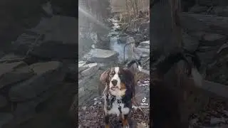 Happy Life Country Life Mountain Life #dog #berneseoberland #puppy #berneselovers  #dogmom #berner